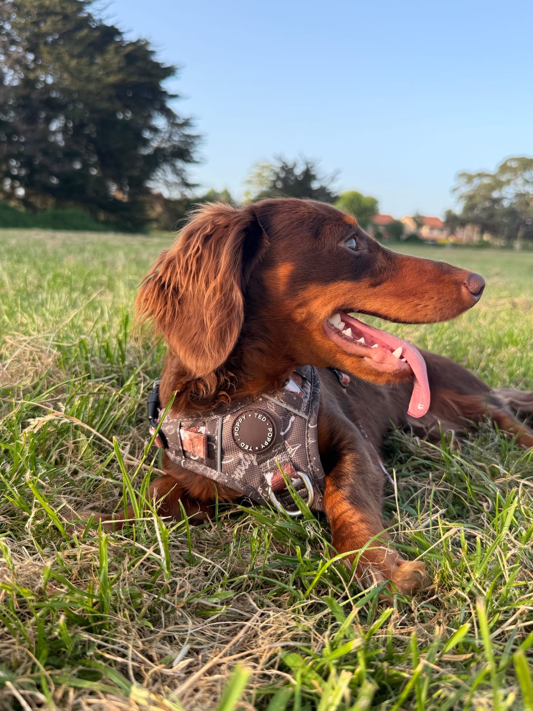 Customer photo review of 3-Click Tough Step-in Dog + Puppy Harness | Howdy Cowdog