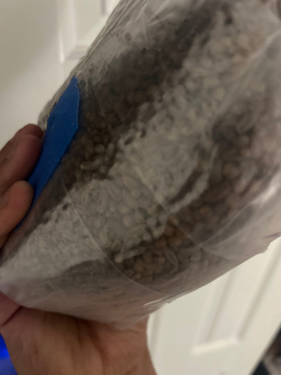 Customer photo review of Multi-Grain Spawn Bag