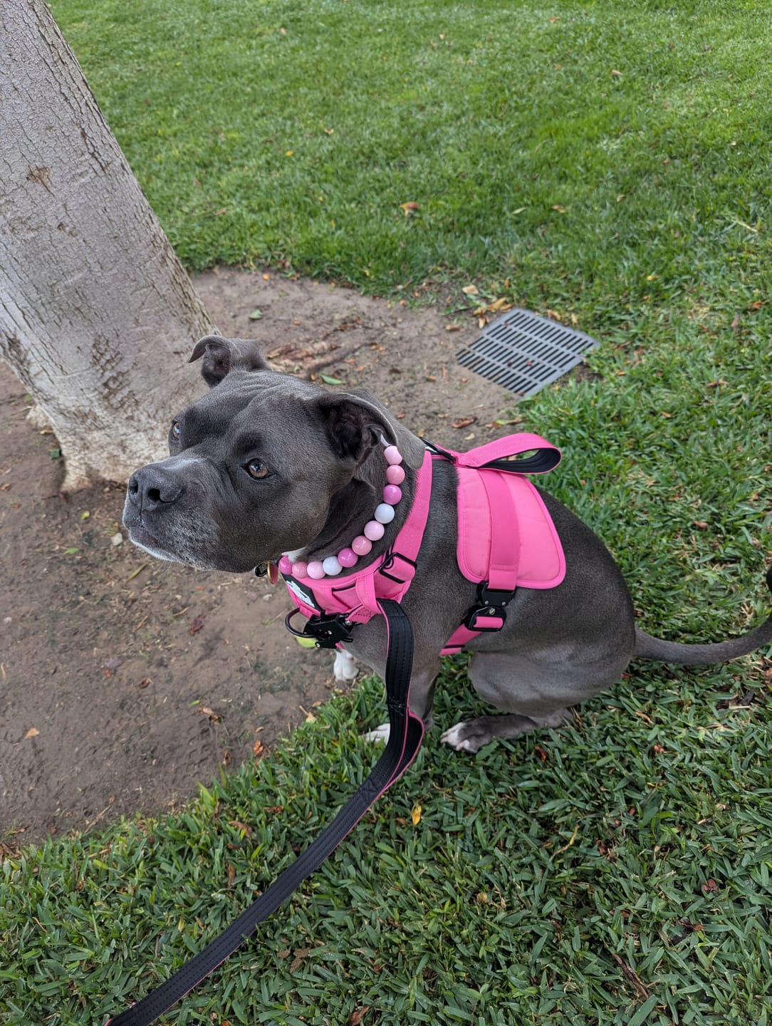 Customer photo review of No Pull Bully Proof Harness