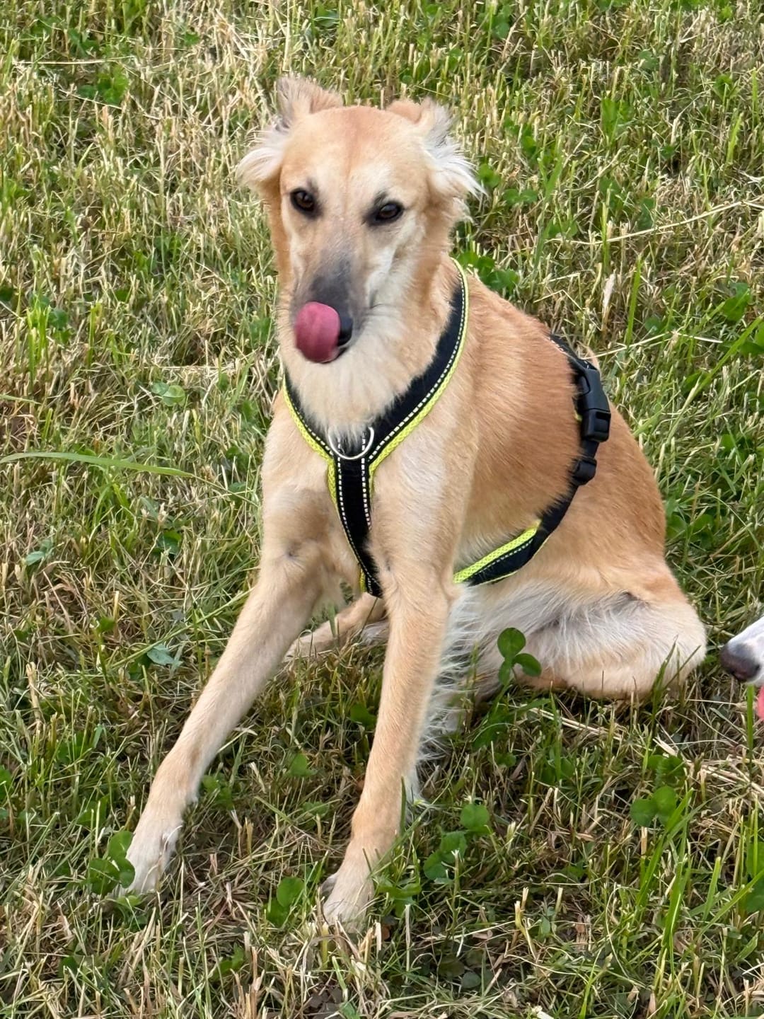 Customer photo review of Windhundgeschirr REFLEX "Yellow"