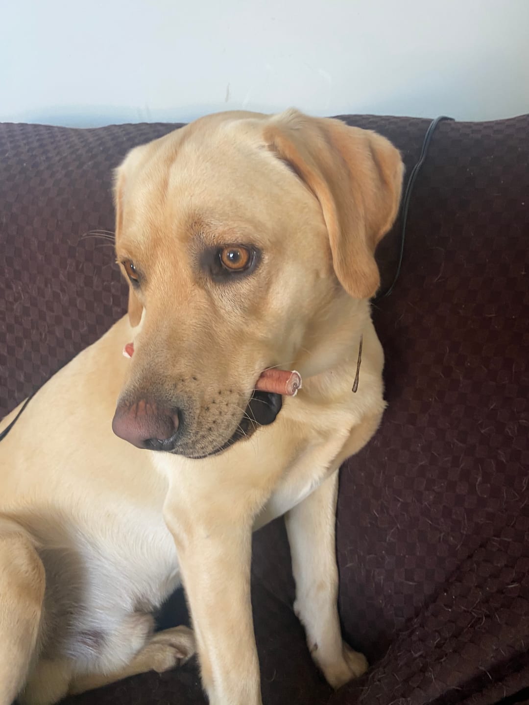 Customer photo review of 6 Inch Thick Bully Stick