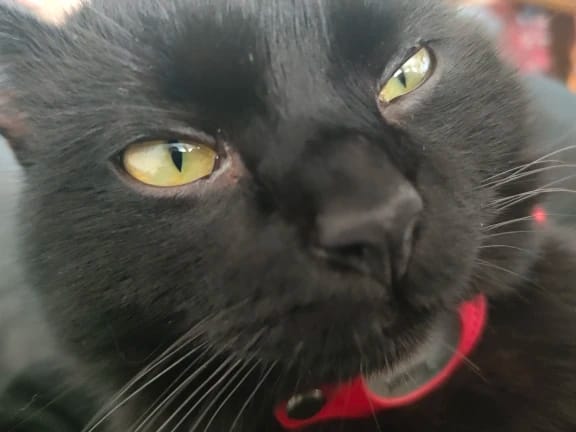 Customer photo review of Cat AirTag Holder Collar Breakaway Reflective Strips Adjustable Kitten Collar Waterproof Cat Bell Collar Pet Air Tag Case collar
