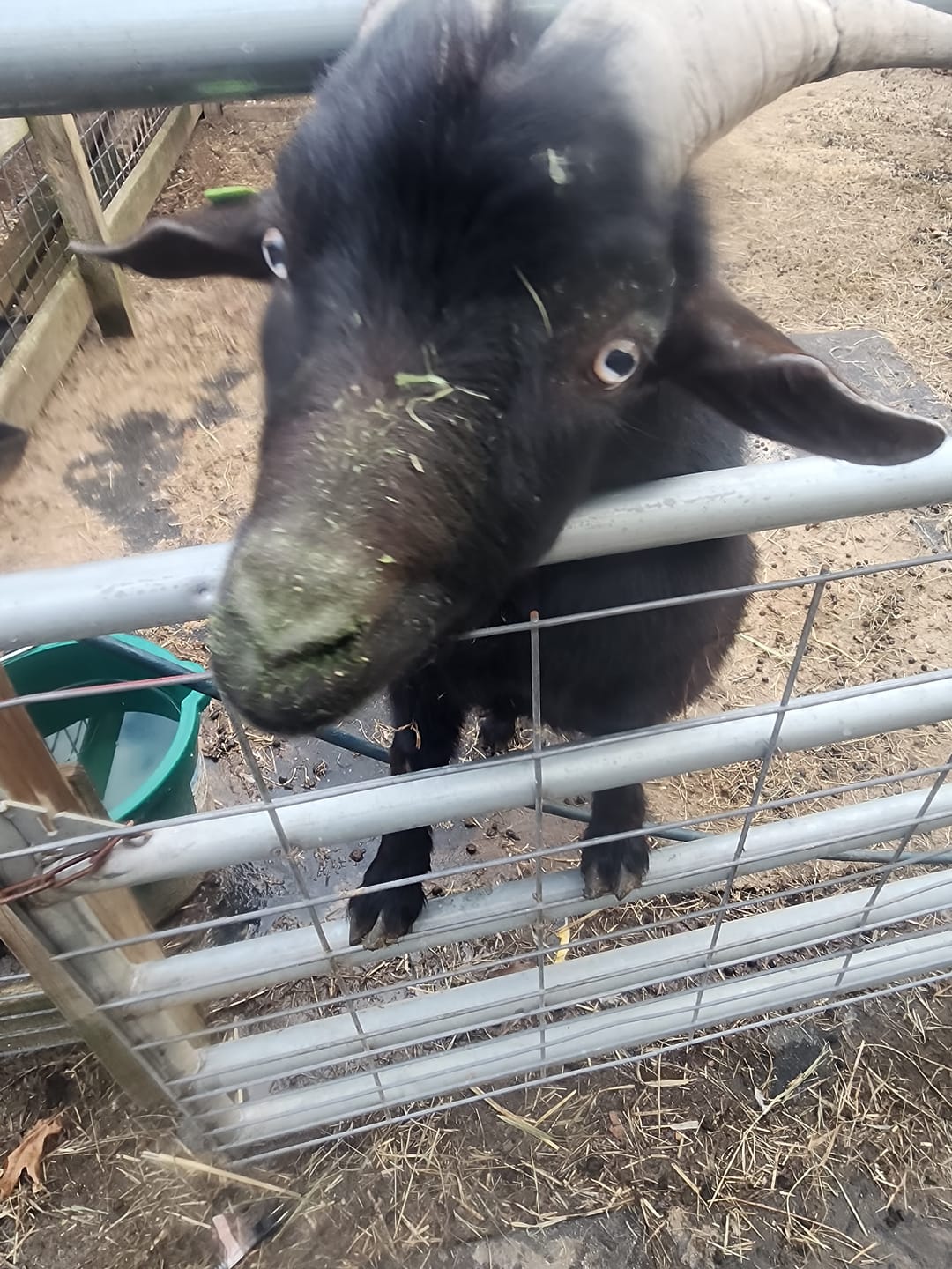 Customer photo review of Timothy Orchard Alfalfa Mix Hay2nd Cut (Click here for Qty Discount)
