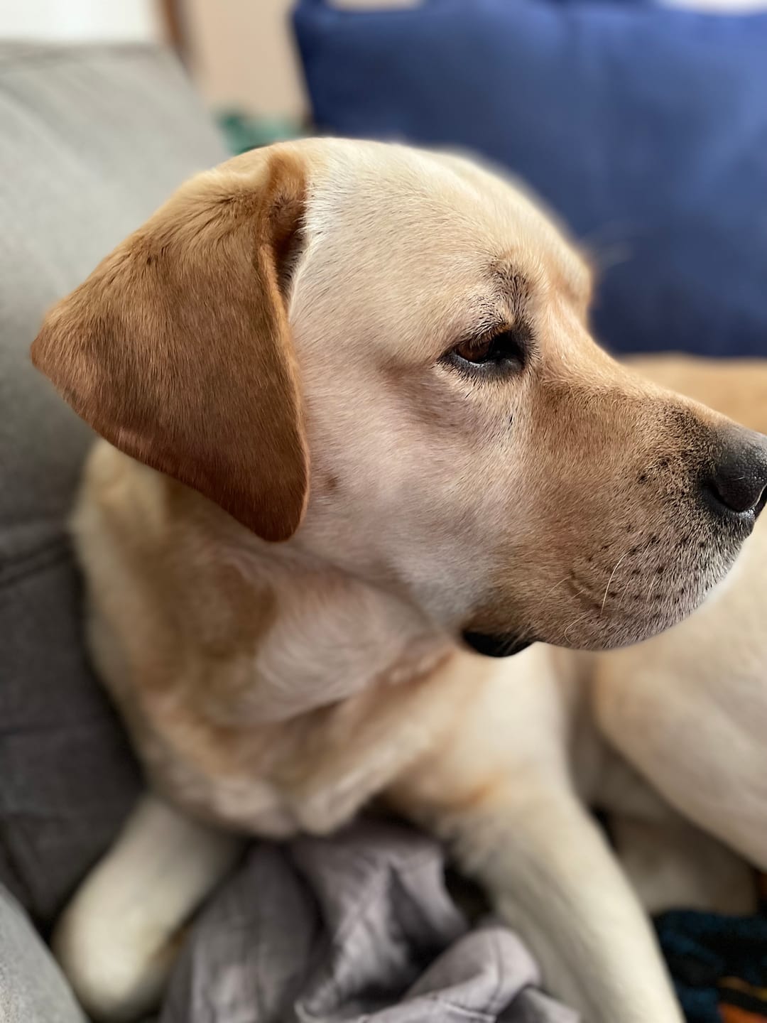 Customer photo review of Canine Joint Plus™️ 500g