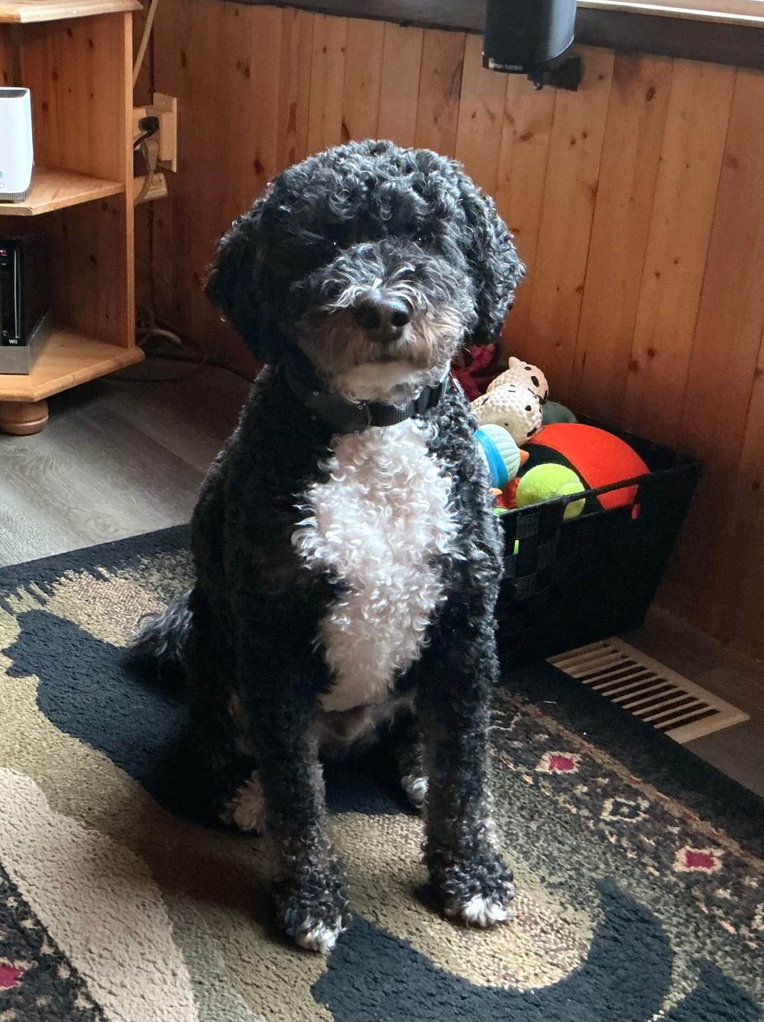 Customer photo review of 6 Inch Thick Bully Stick