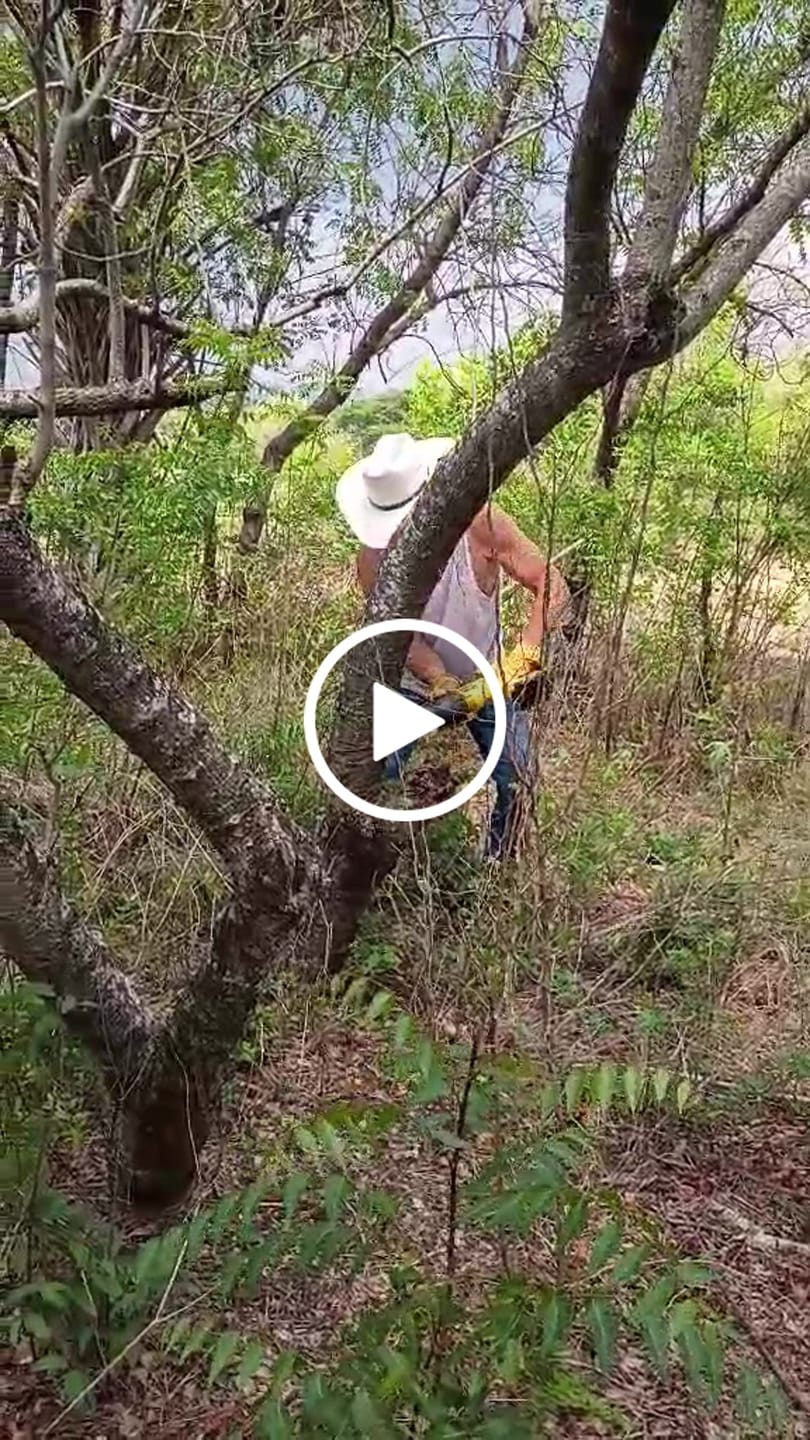 Customer video review of Tree Trimming/Wood Cutting – Japanese Teeth Arc Edge 6 TPI Reciprocating Saw Blade