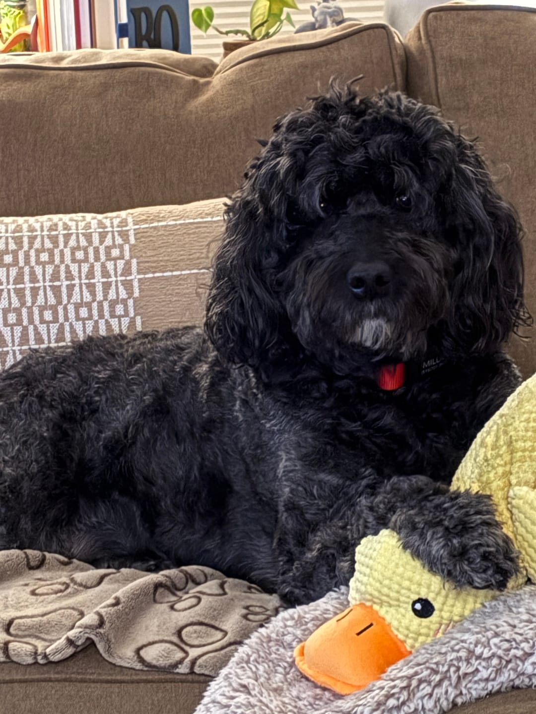 Customer photo review of Goldendoodle University Mom T-Shirt