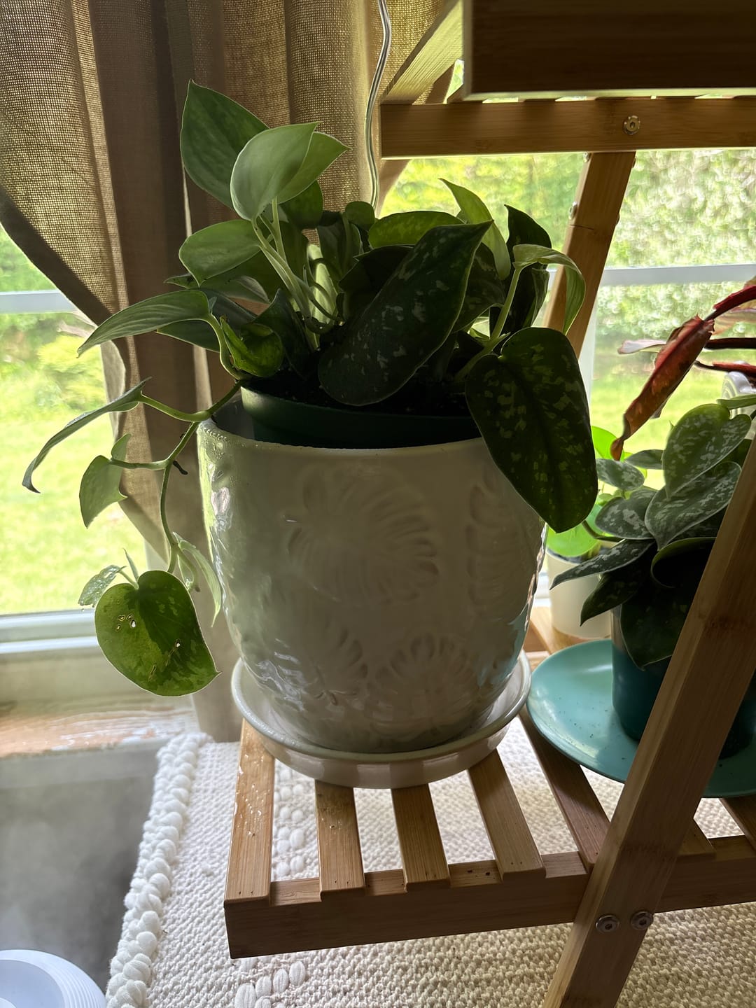 Customer photo review of Silver Satin Pothos Live Houseplant - Scindapsus Pictus Argyraeus - Silver Pothos Plant - Easy Care Low-Light Houseplant