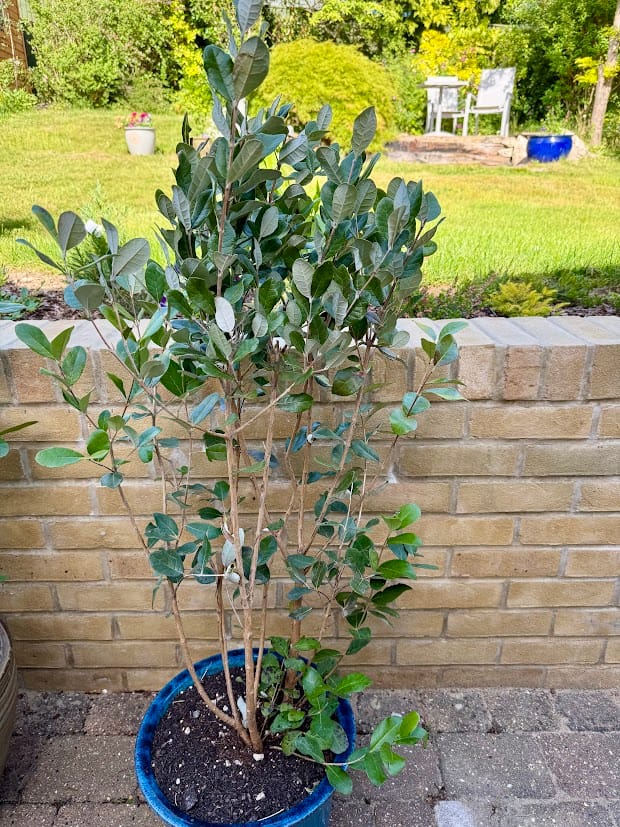 Customer photo review of Pineapple Guava - Feijoa Sellowiana 100-120cm 9L