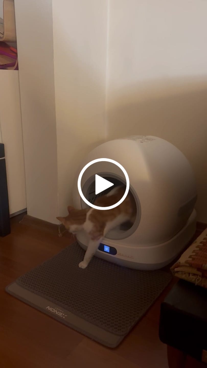 Customer video review of Otomatik Kedi Tuvaleti | 72L, 7L Atık Hazneli, UV, Wifi, Mobil Kontrol, Akıllı Kedi Tuvaleti (X8624)