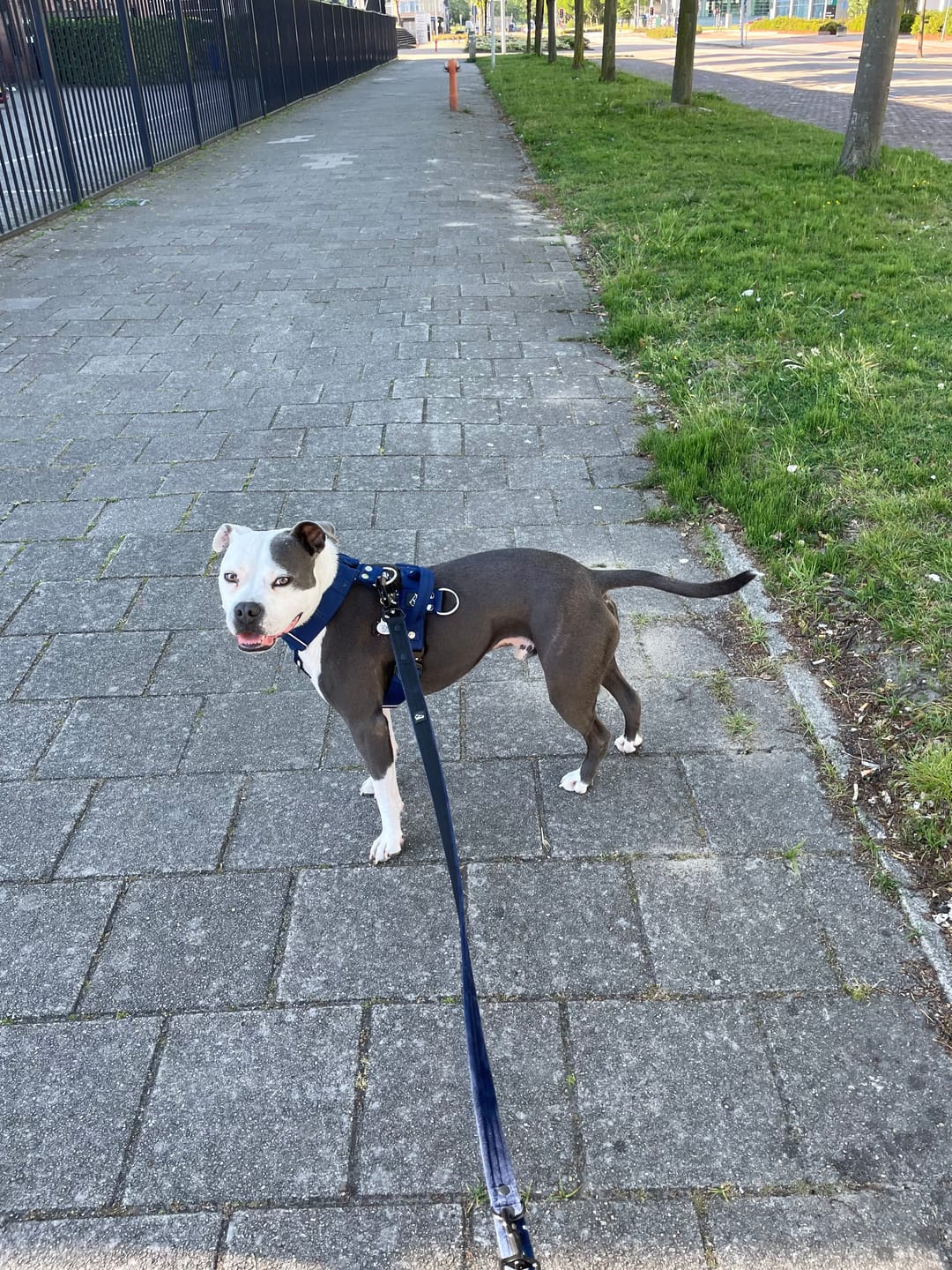 Customer photo review of Szelki z szybką klamrą - Easy Walk Extreme Navy Blue