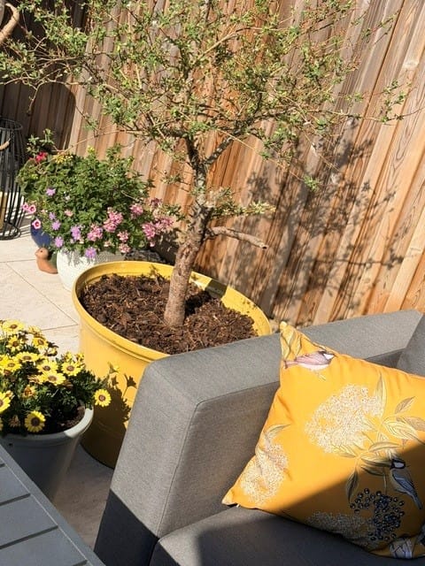 Customer photo review of Outdoor Garden Waterproof Cushion - Bird on Elderflower
