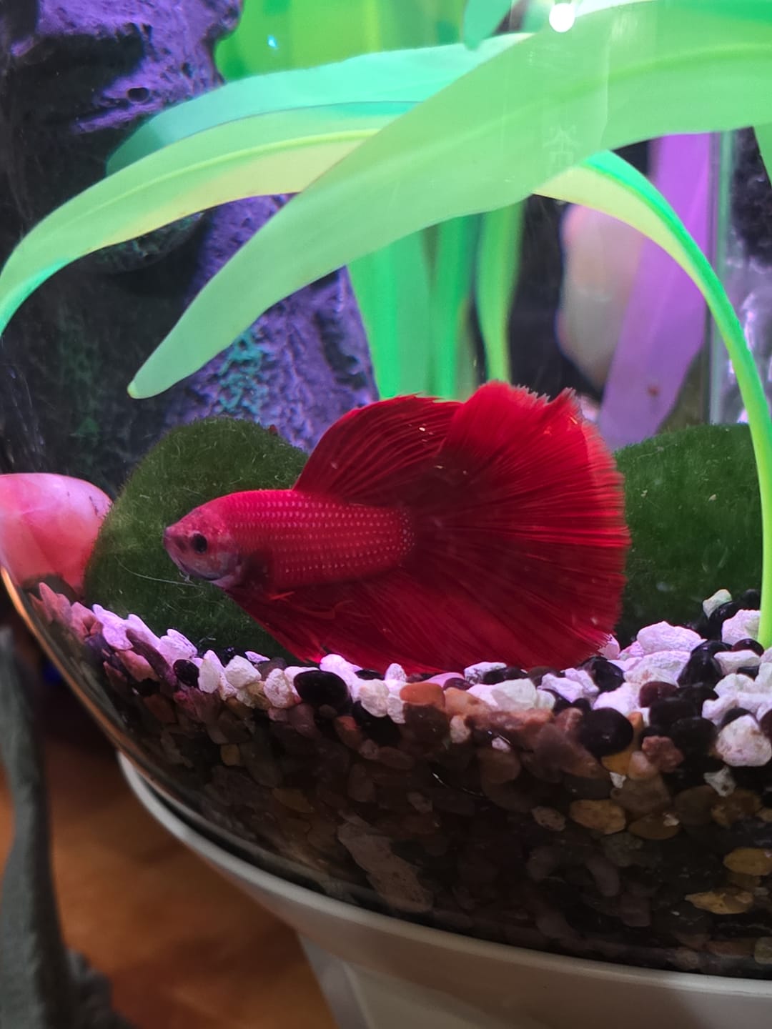 Customer photo review of Rare Giant Halfmoon Super Red Betta Fish (Male)