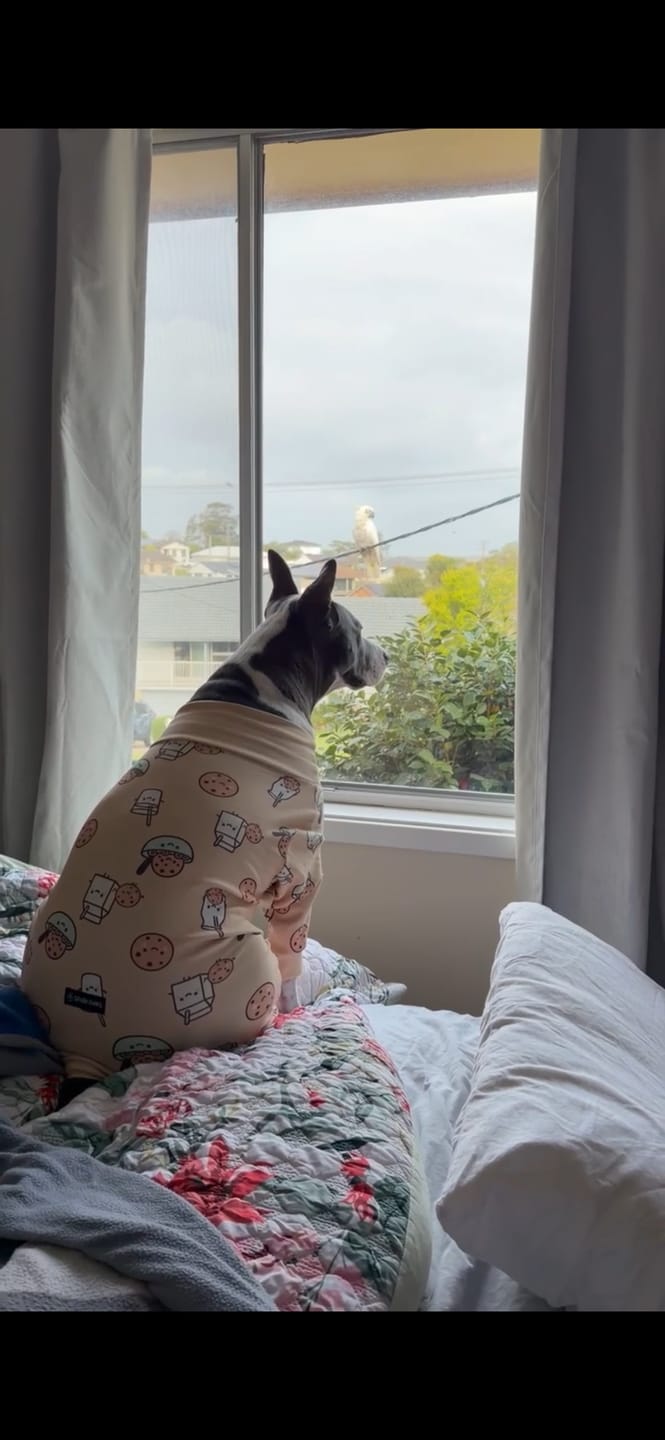 Customer photo review of Dog Pajama - Cookies and Milk