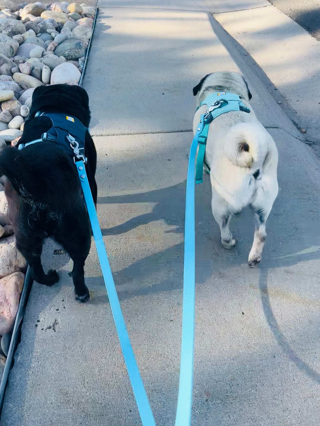 Customer photo review of Waterproof Two Dog Leash / Two Dog Leash Splitter | Built with BioThane®