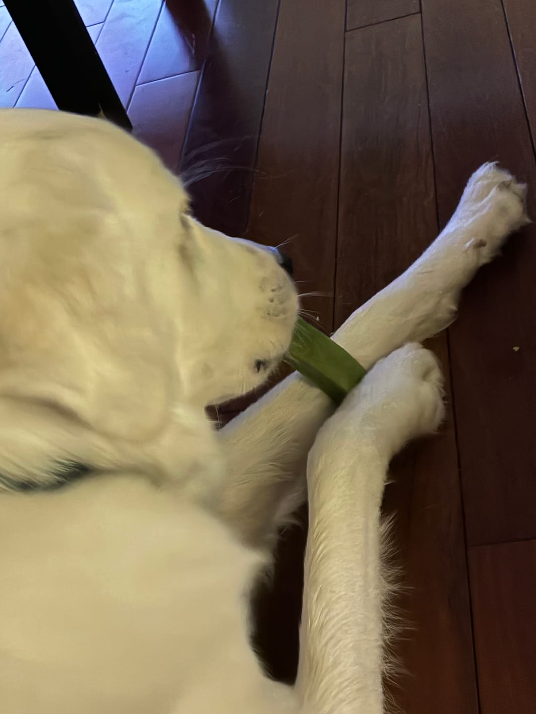 Customer photo review of Mint Himalayan Yak Chew (MEDIUM)