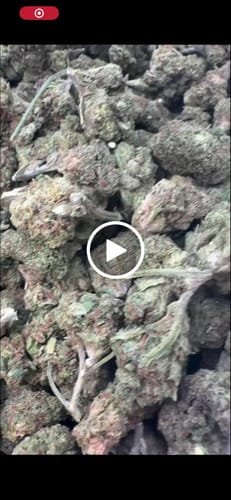 London Pound Cake 97 - Bulk - Indica photo review