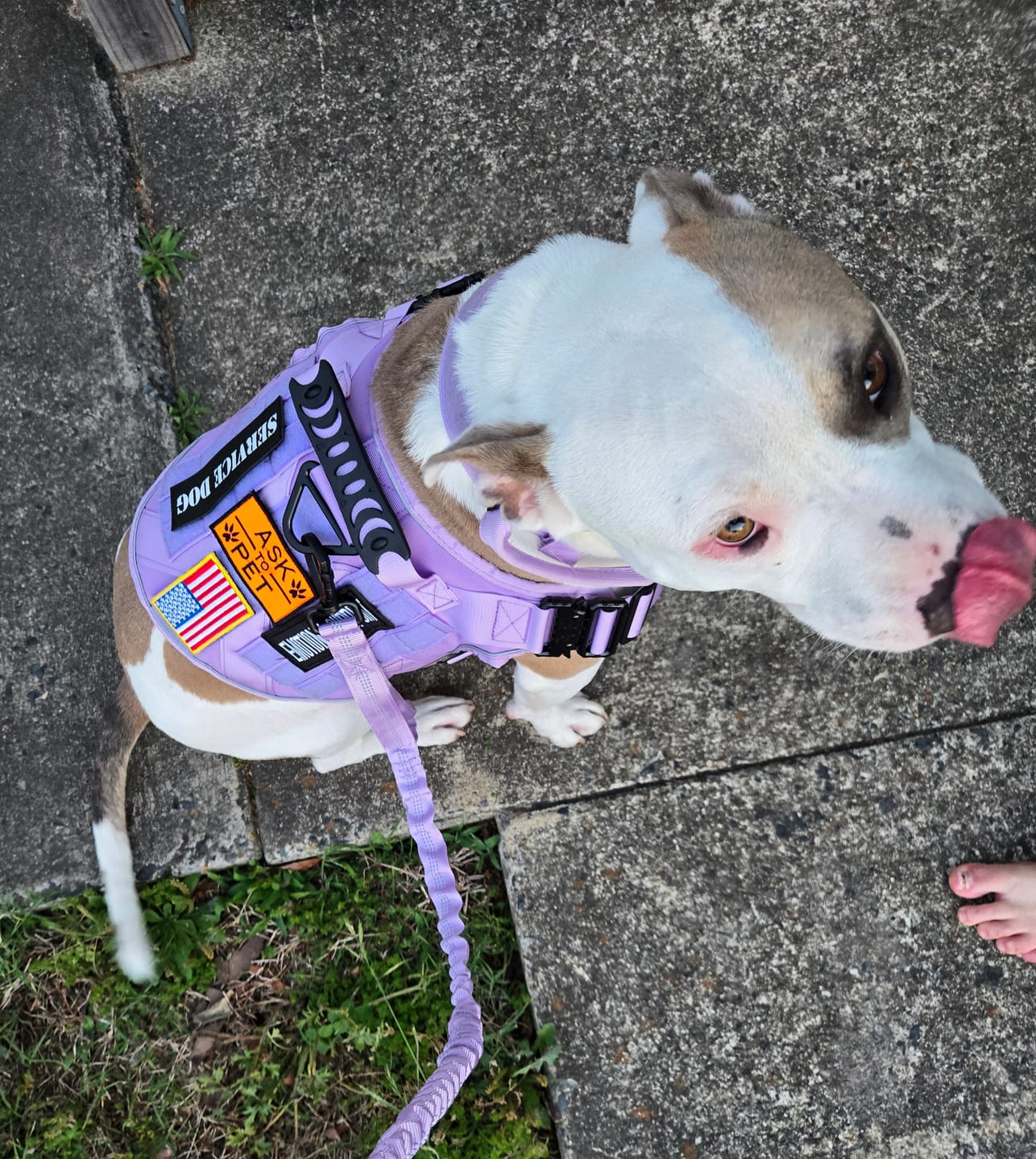 Customer photo review of NEW Upgraded Tactical No-Pull Team K9® Dog Harness with 4 Quick-Release Metal Buckles, Reinforced Front & Back V-Rings, Hook & Loop Panels, Adjustable Straps, Reflective Strips, & Top Handle