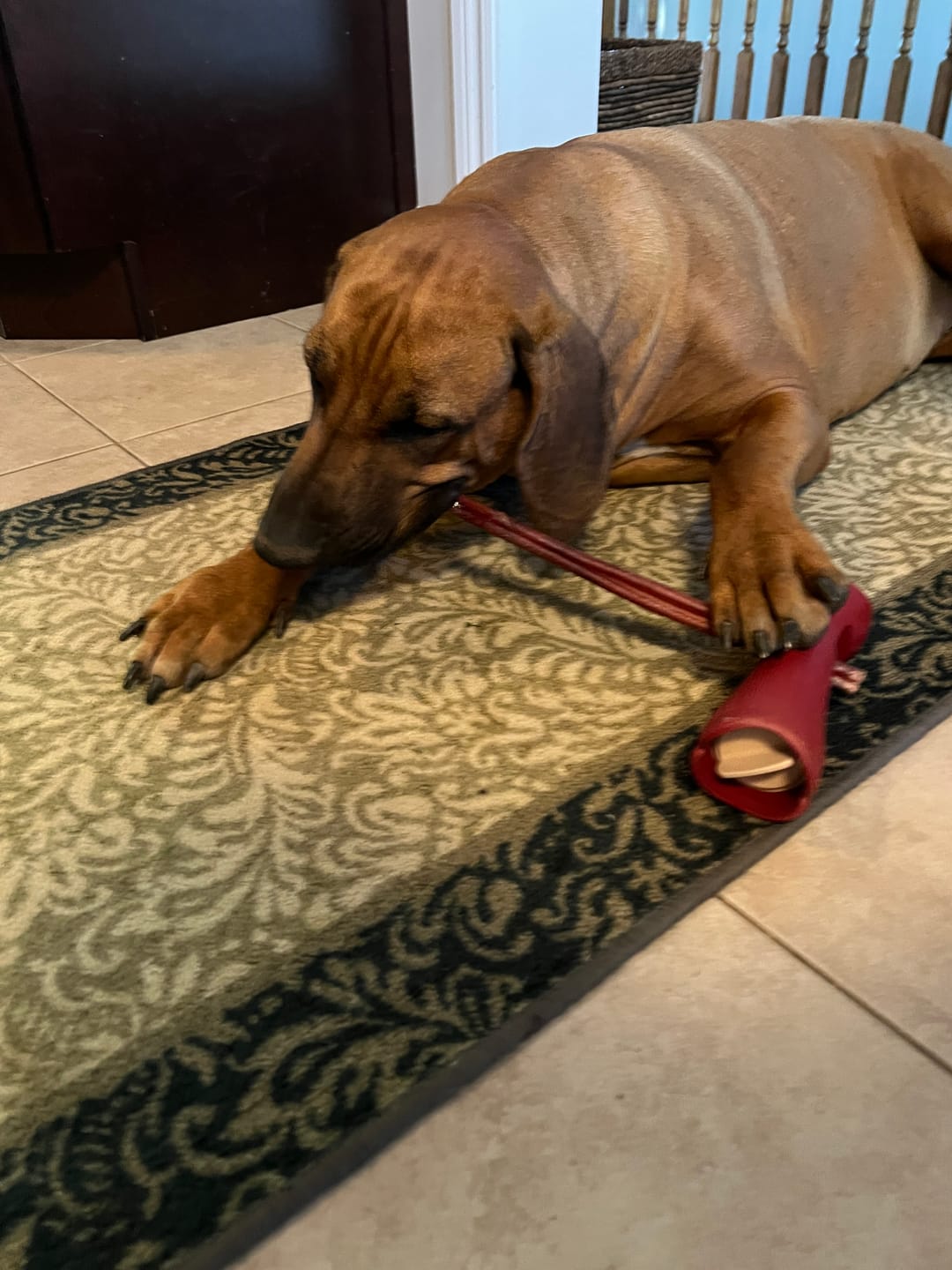 Customer photo review of Bully Stick Safety Holder