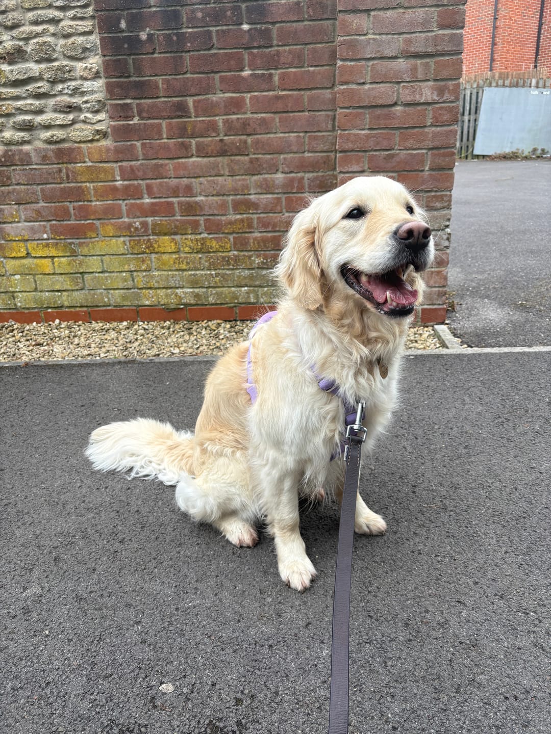 Customer photo review of Comfort Control No-Pull Dog Harnesses