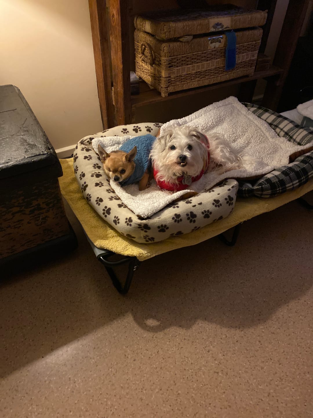 Customer photo review of Raised Dog Bed – Foldable Elevated Trampoline