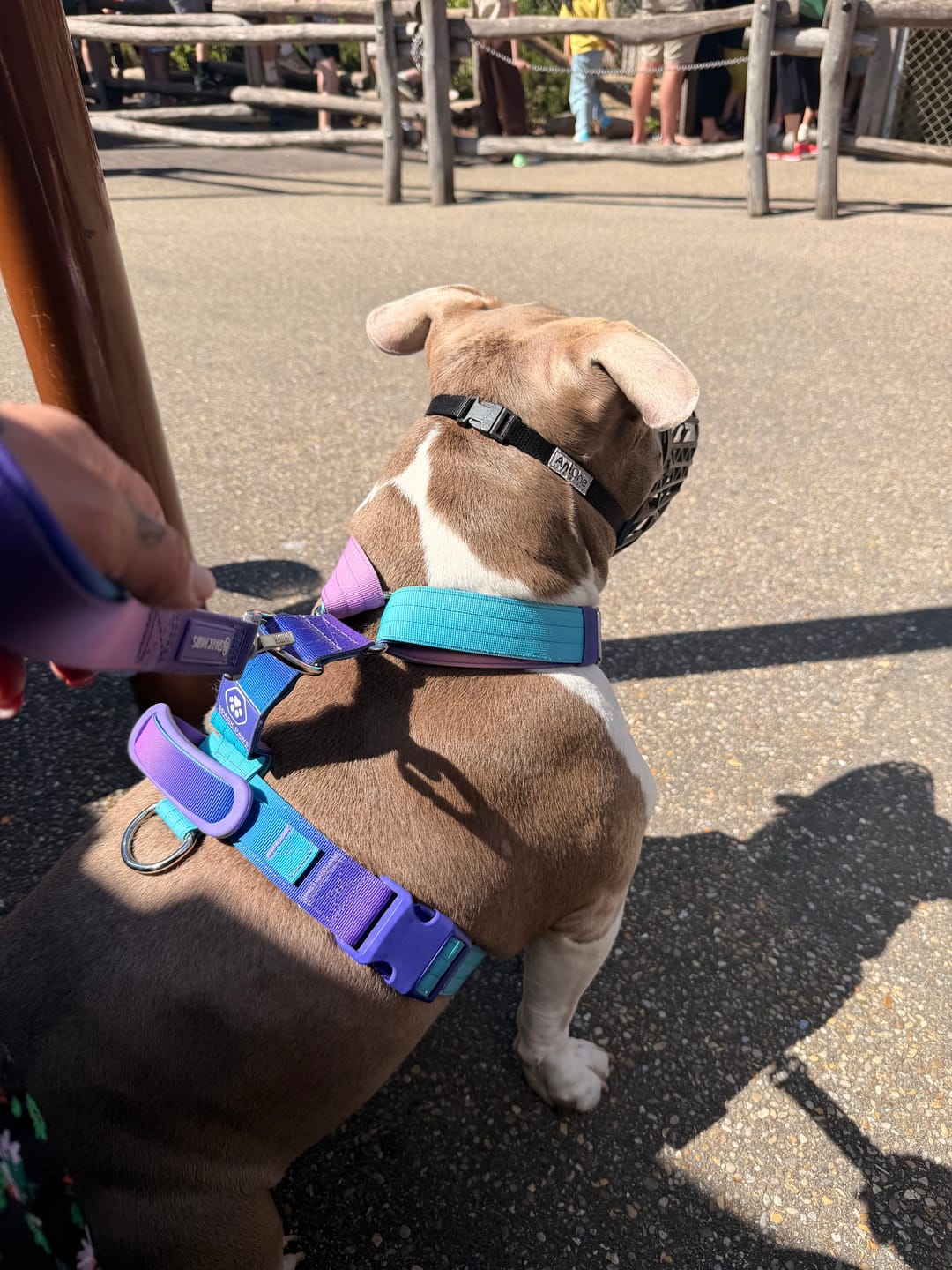 Customer photo review of Comfort Control No-Pull Dog Harness and Multipurpose Leash Sets
