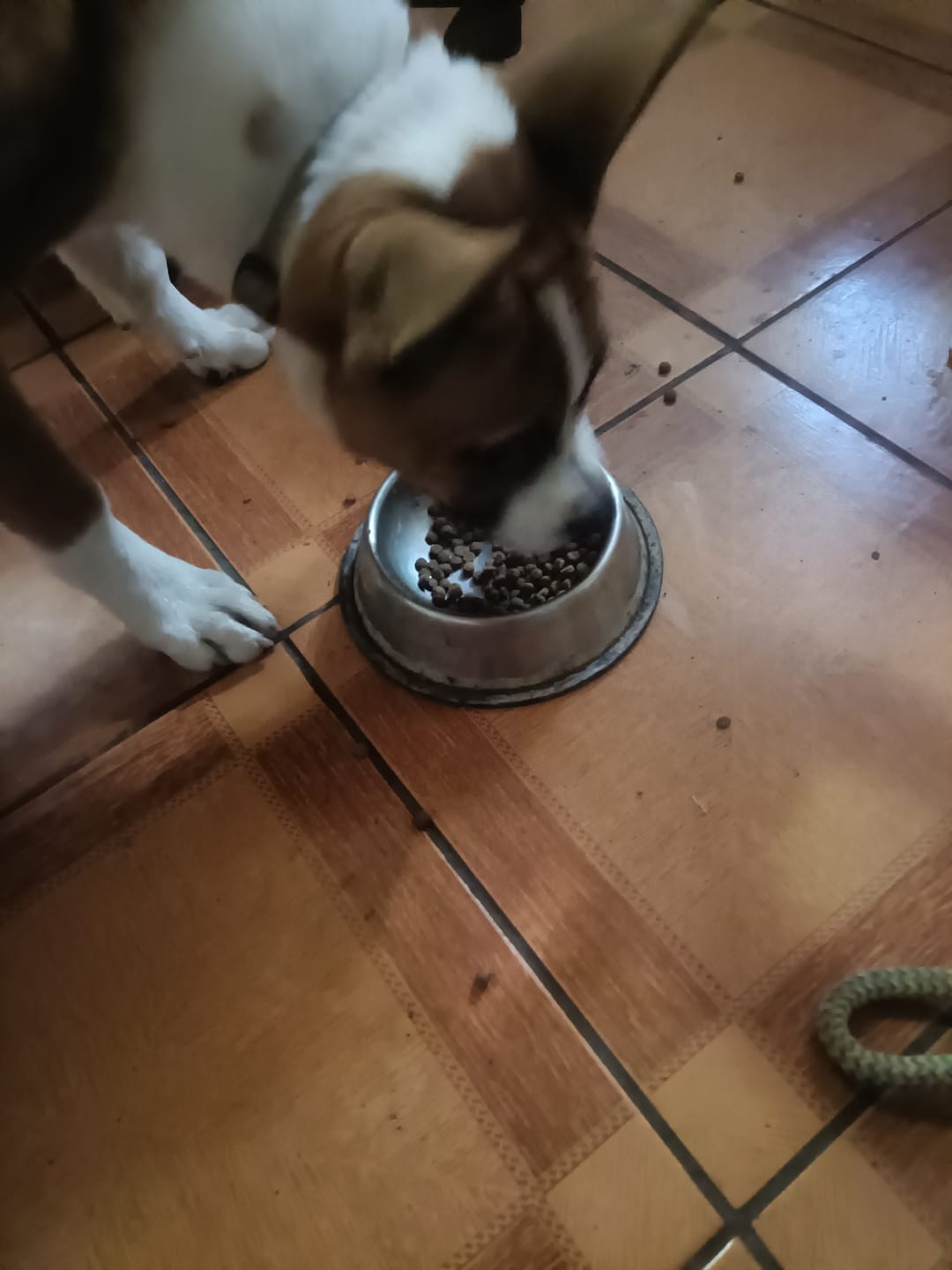 Customer photo review of PetFamily Foods