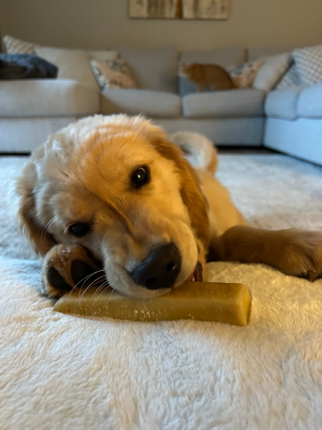 Customer photo review of Himalayan Yak Chew (MEDIUM)