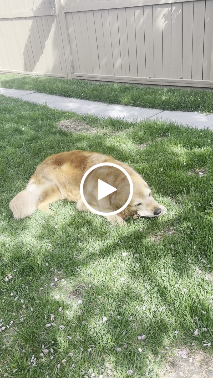 Customer video review of 6 Inch Braided Jerky Stick