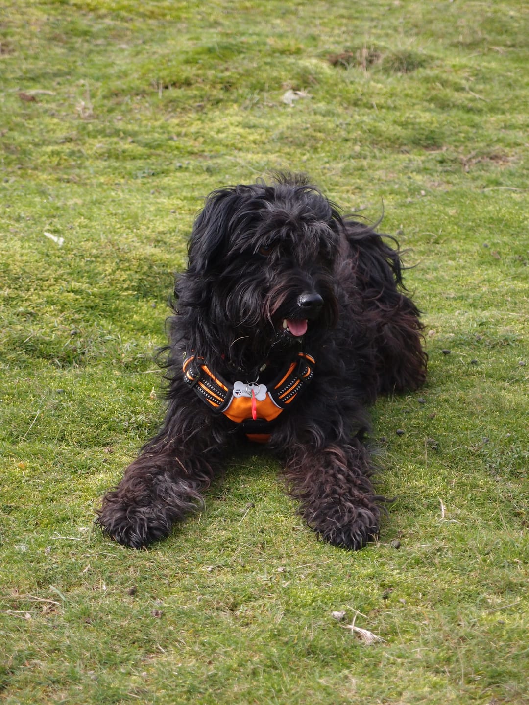Customer photo review of Green Lipped Mussel Powder For Dogs