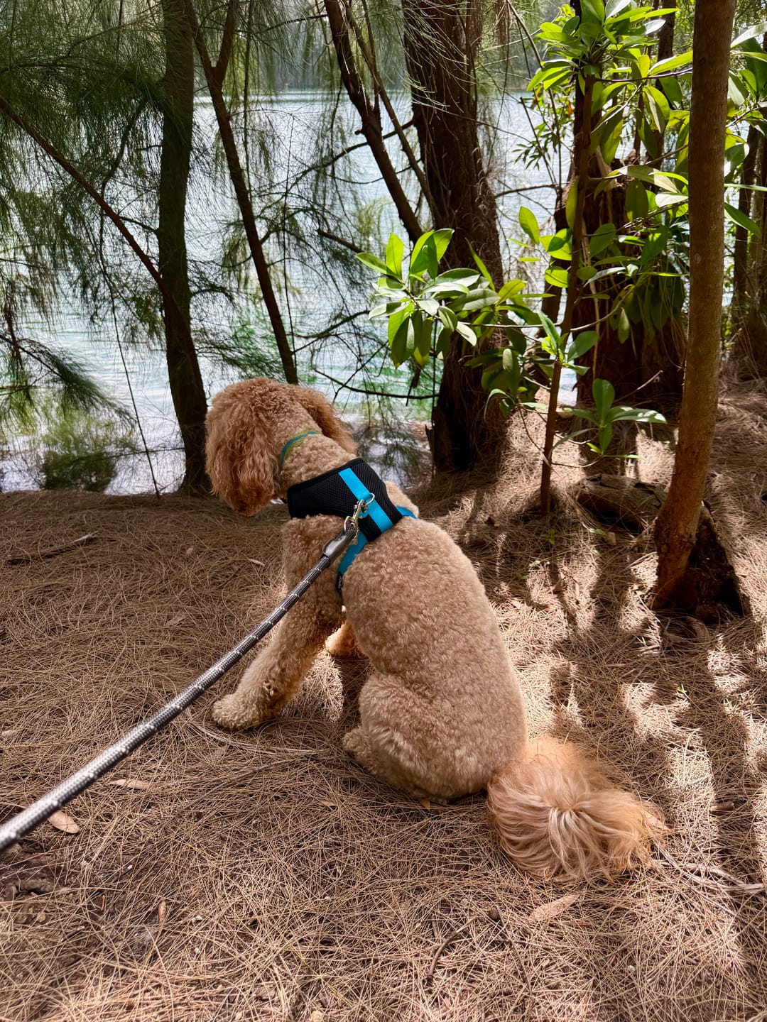 Customer photo review of Color-Block Padded Harness
