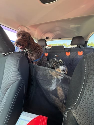 Customer photo review of RuffRover 2.0™ - Hard Bottom Dog Car Seat Protector