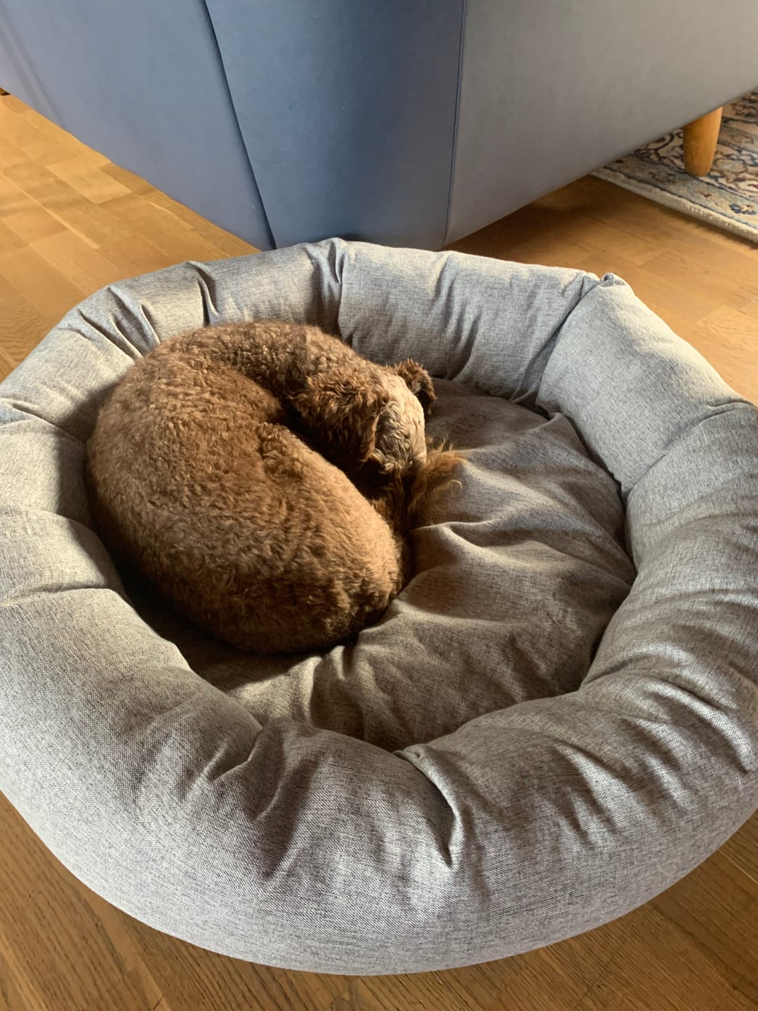Customer photo review of CalmBed - Pälsfritt Överdrag