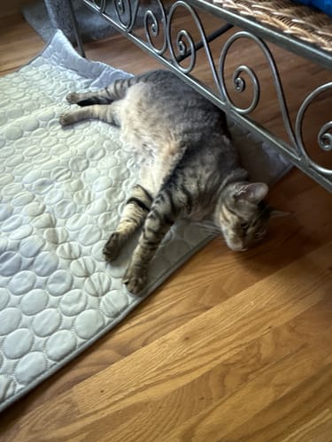 Customer photo review of Protect Your Dog From Overheating And Dangerous Heat Stress With IcyNap