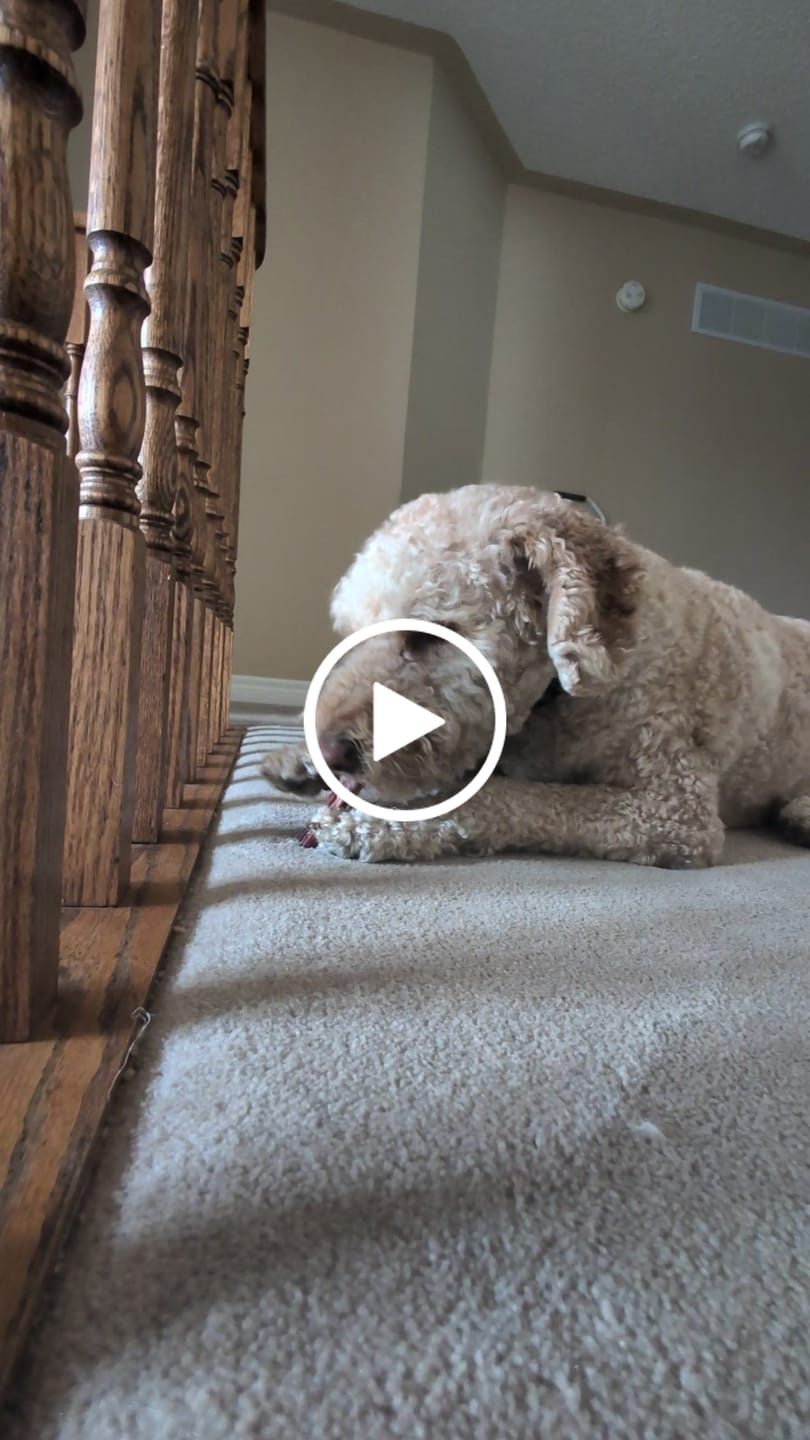Customer video review of 6 Inch Standard Bully Stick