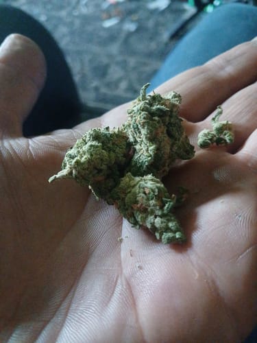 Customer photo review of Alien Space Craft Indoor THCA