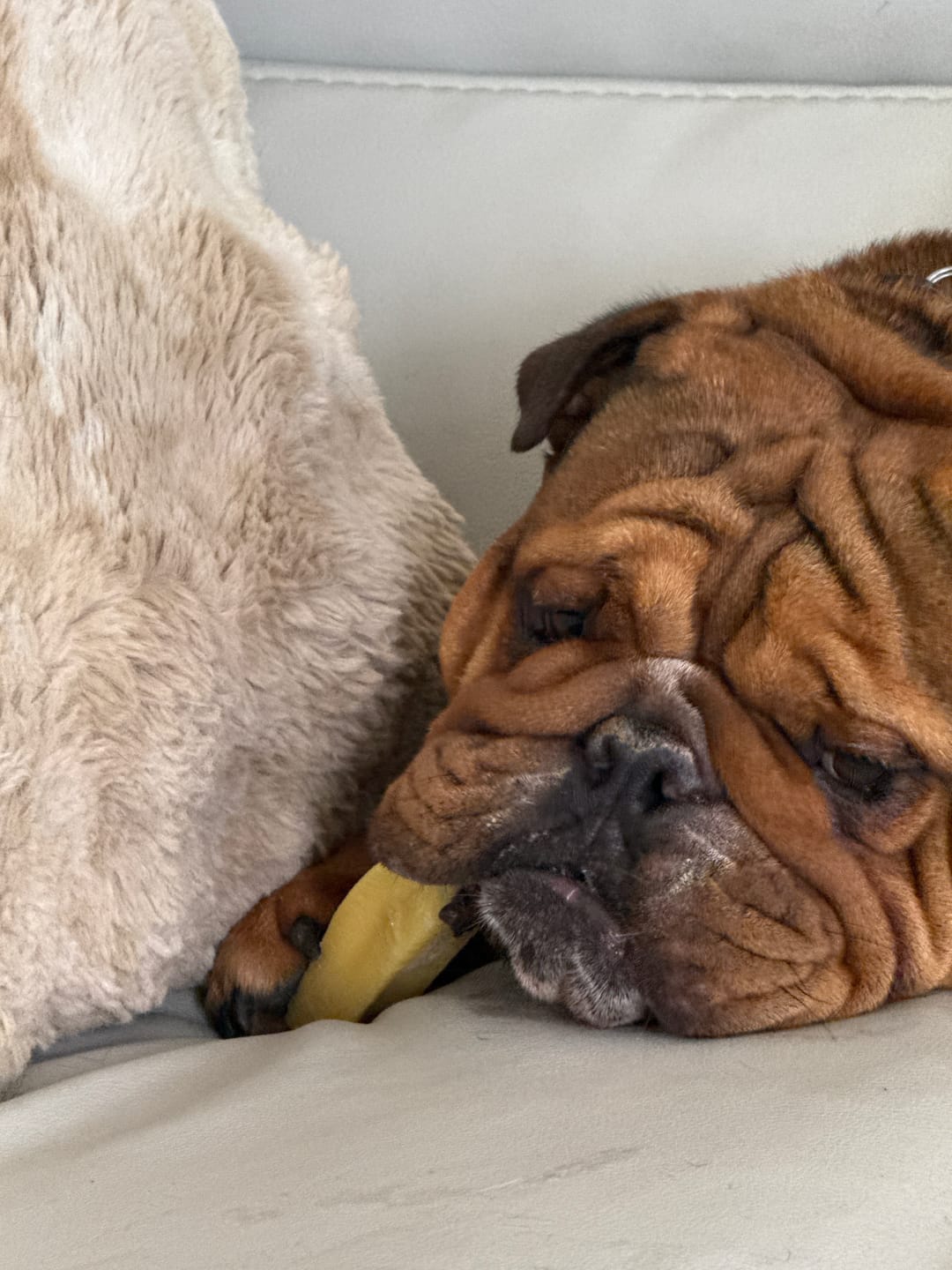 Customer photo review of Strawberry Yak Chews