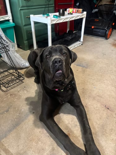 Customer photo review of THE JOKER Dog Collar - Multi-Color Cuban Link Premium