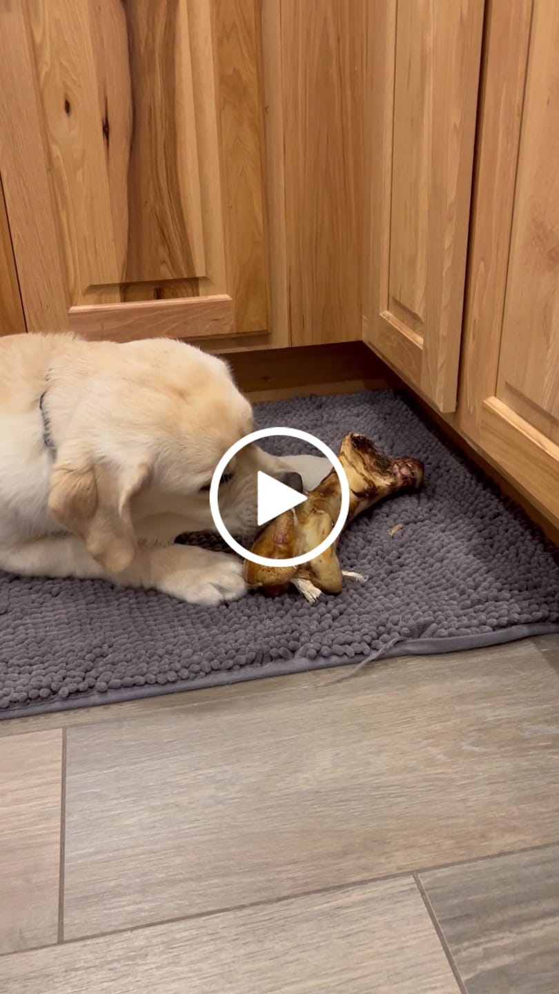 Customer video review of Ostrich Hip Bone (12" x 5"x 3”): The Durable, Flavor-Packed Chew for Medium & Large Dogs