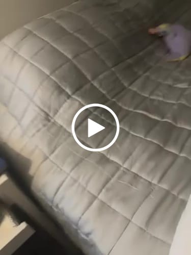 Customer video review of Cobertor Pesado Cinza