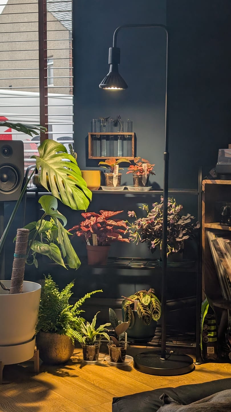 Customer photo review of Pianta 30 Grow Light LED Bulb