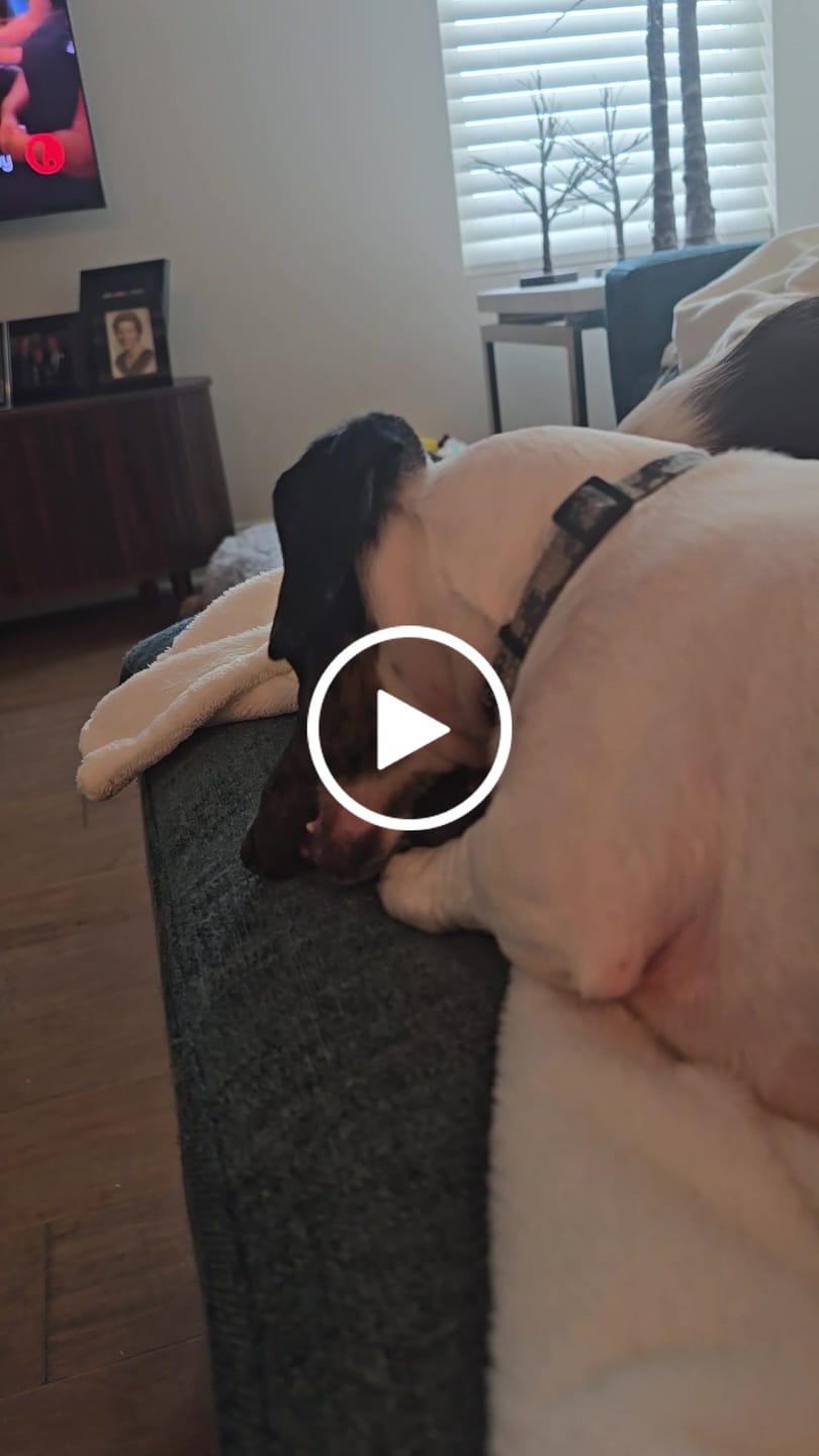 Customer video review of Long-Lasting Yak Chews — 6 Flavor Pack
