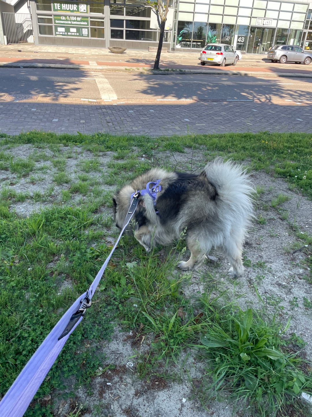 Customer photo review of Szelki z szybką klamrą - Easy Walk Extreme Baby Purple