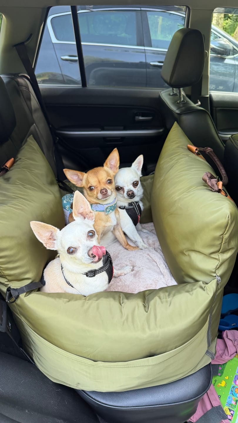 Customer photo review of Travel Dog Pod - Now With IsoFix