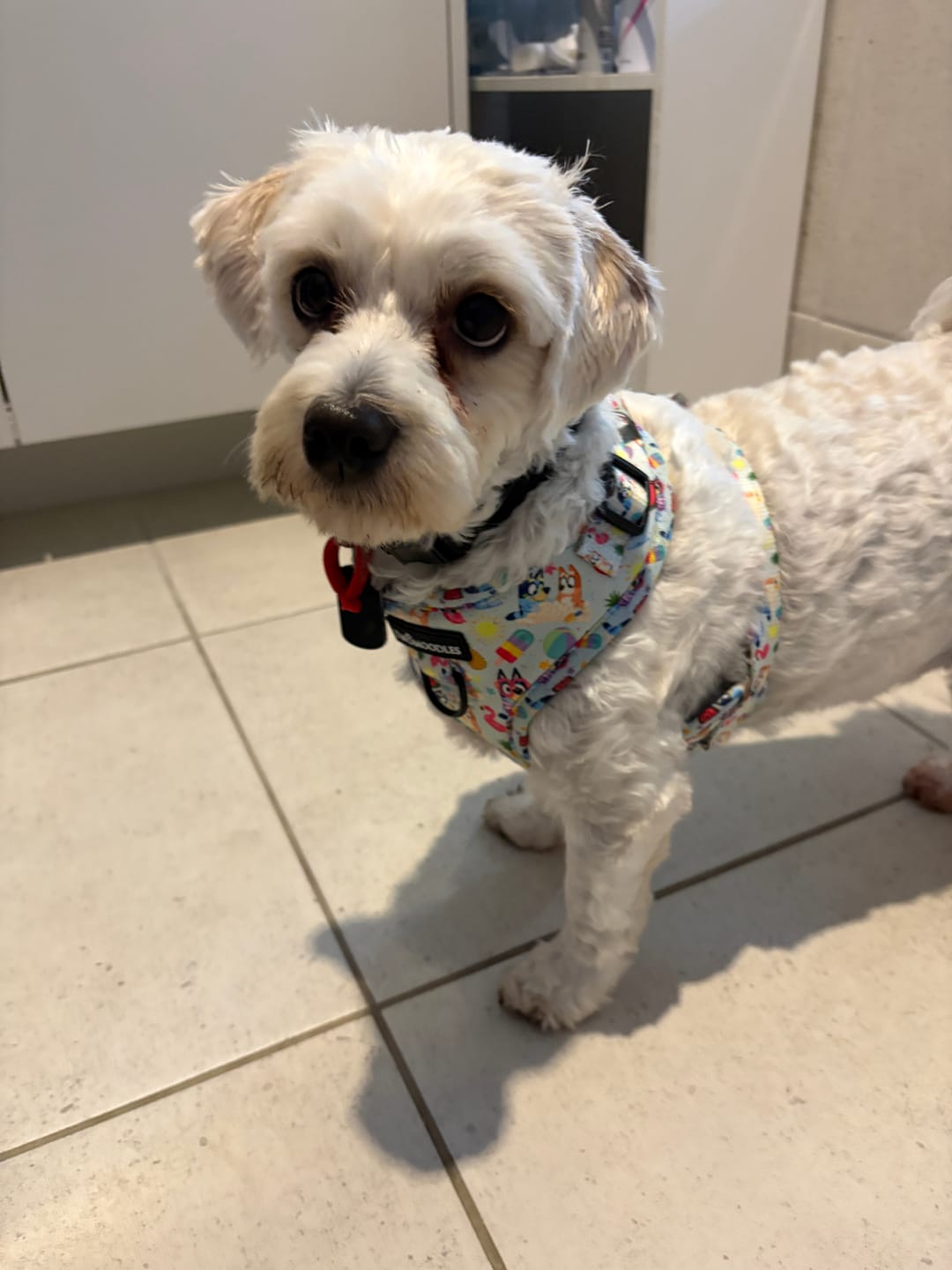 Customer photo review of HARNESS ADJUSTABLE - BEACH BLUEY