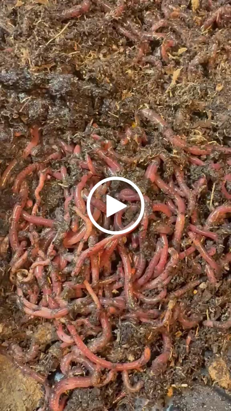 Customer video review of Red Wigglers Composting Worms