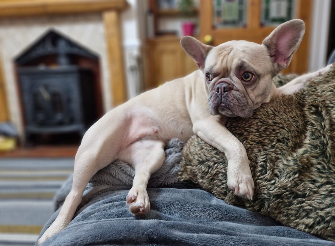 Customer photo review of Dog Ear Cleaner