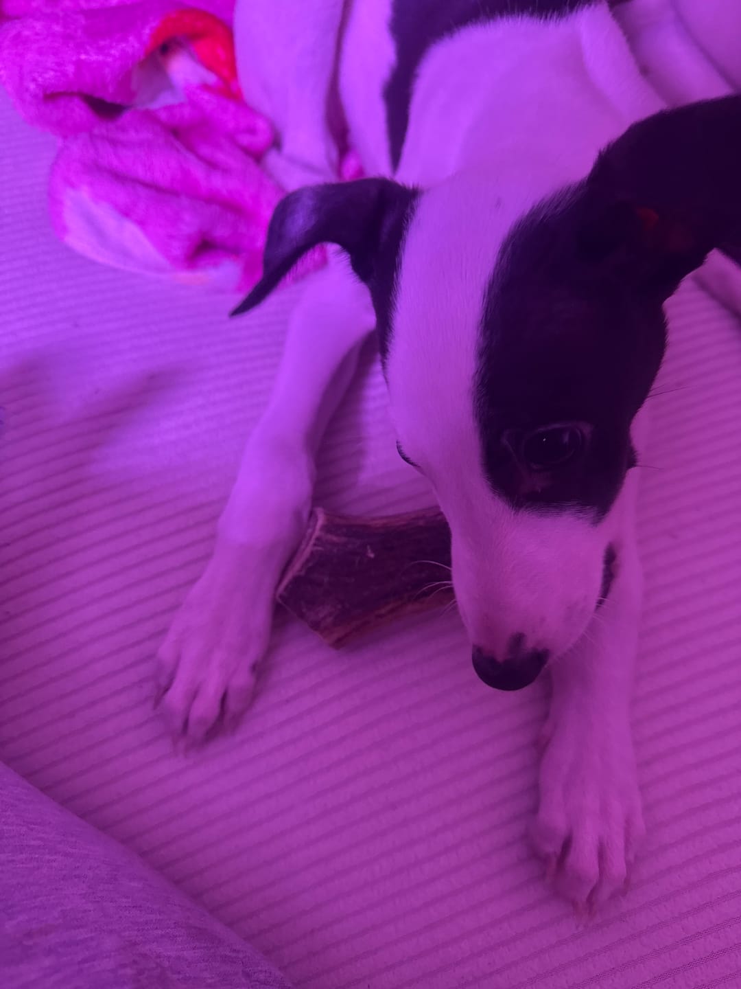 Customer photo review of Asta de ciervo para perros - Principiante