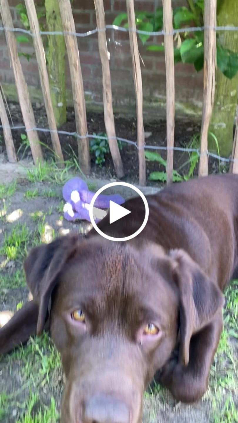Customer video review of Magische Mr. Pooh | Hartenkoek Pups