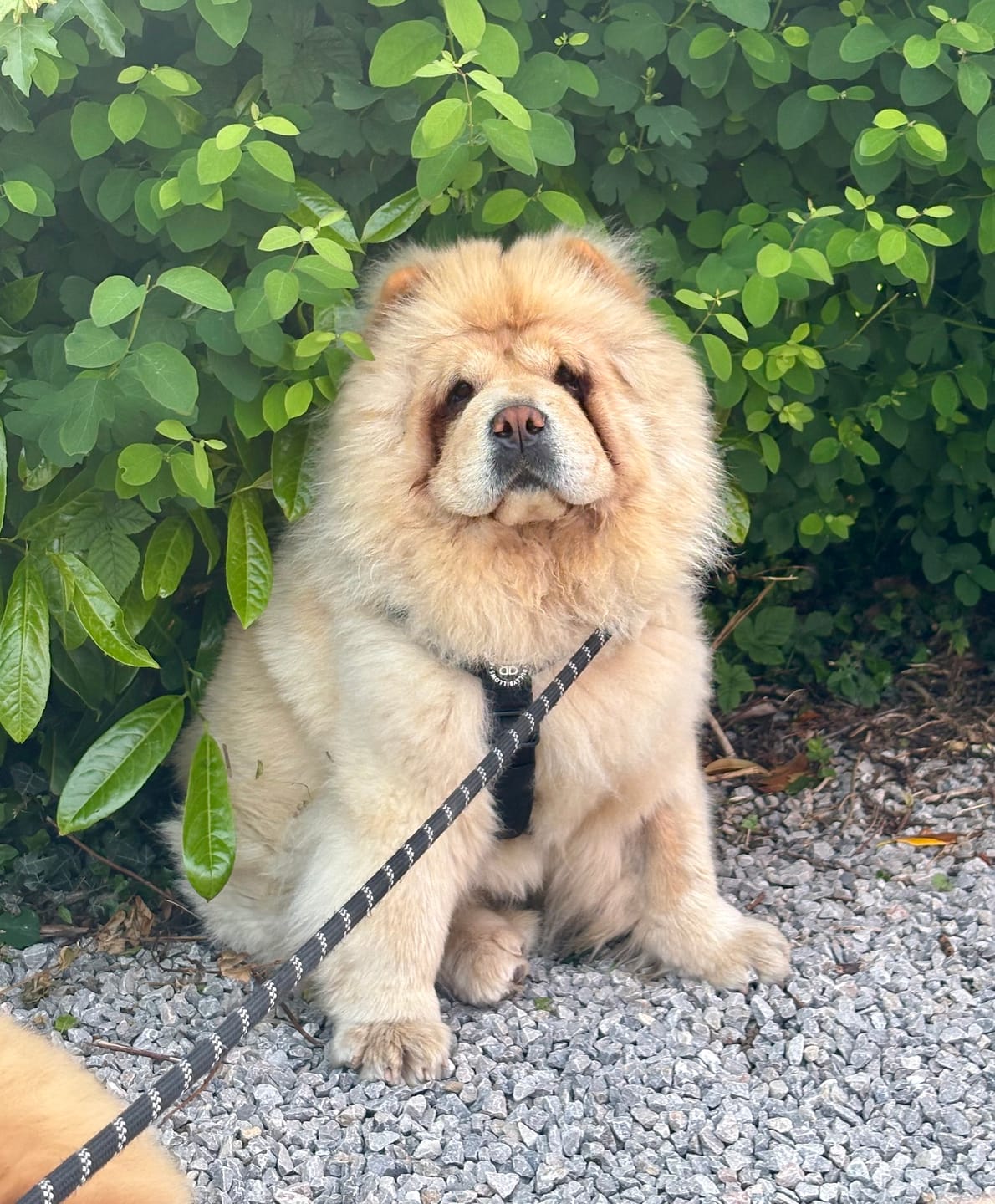 Customer photo review of Anti-Pull TRI-Harness® | Training Dog Harness for All Breeds - Black
